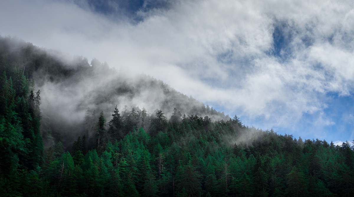 haida gwaii green trees covered with fog canada